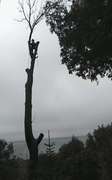 Tree Removal